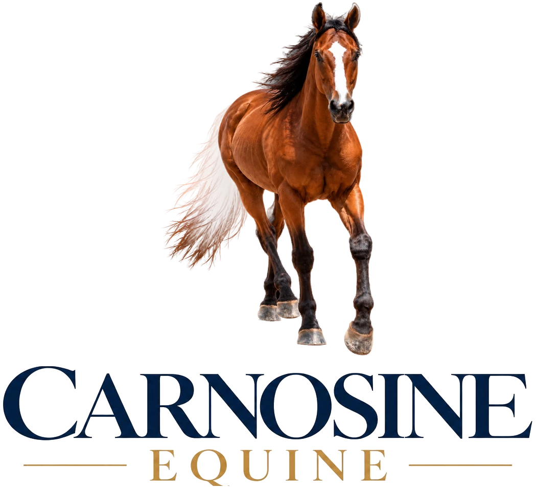 The Carnosine Equine logo: Maverick above the words Carnosine Equine, performance, recovery, equine wellbeing