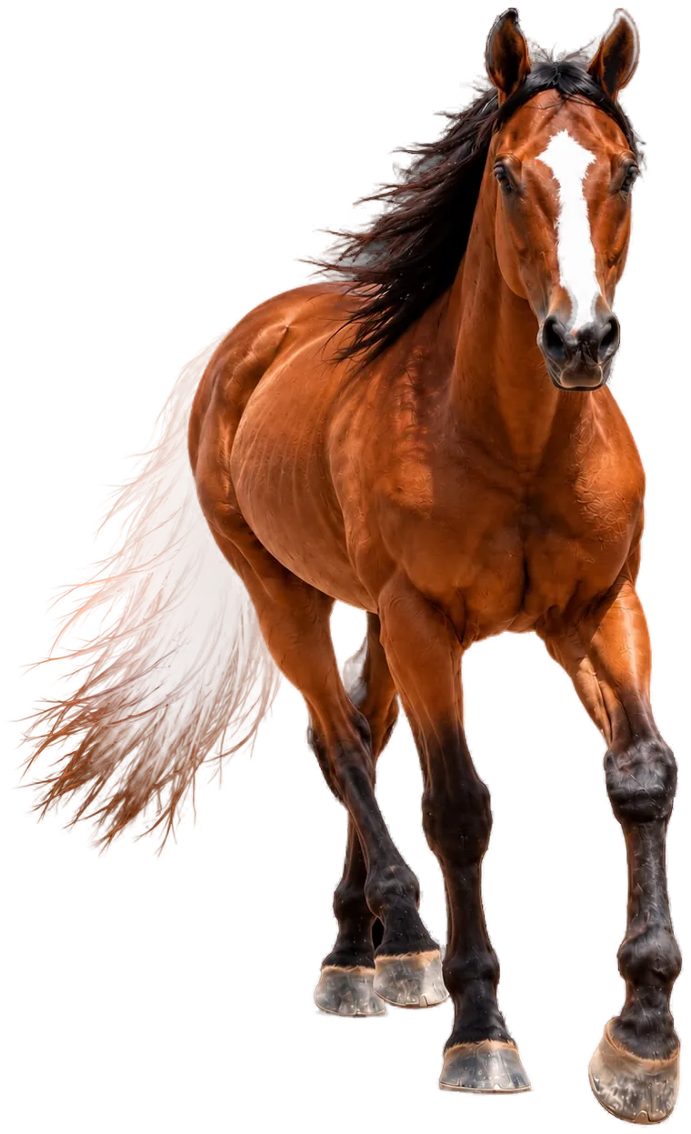 Maverick, the bay horse in the Carnosine Equine logo