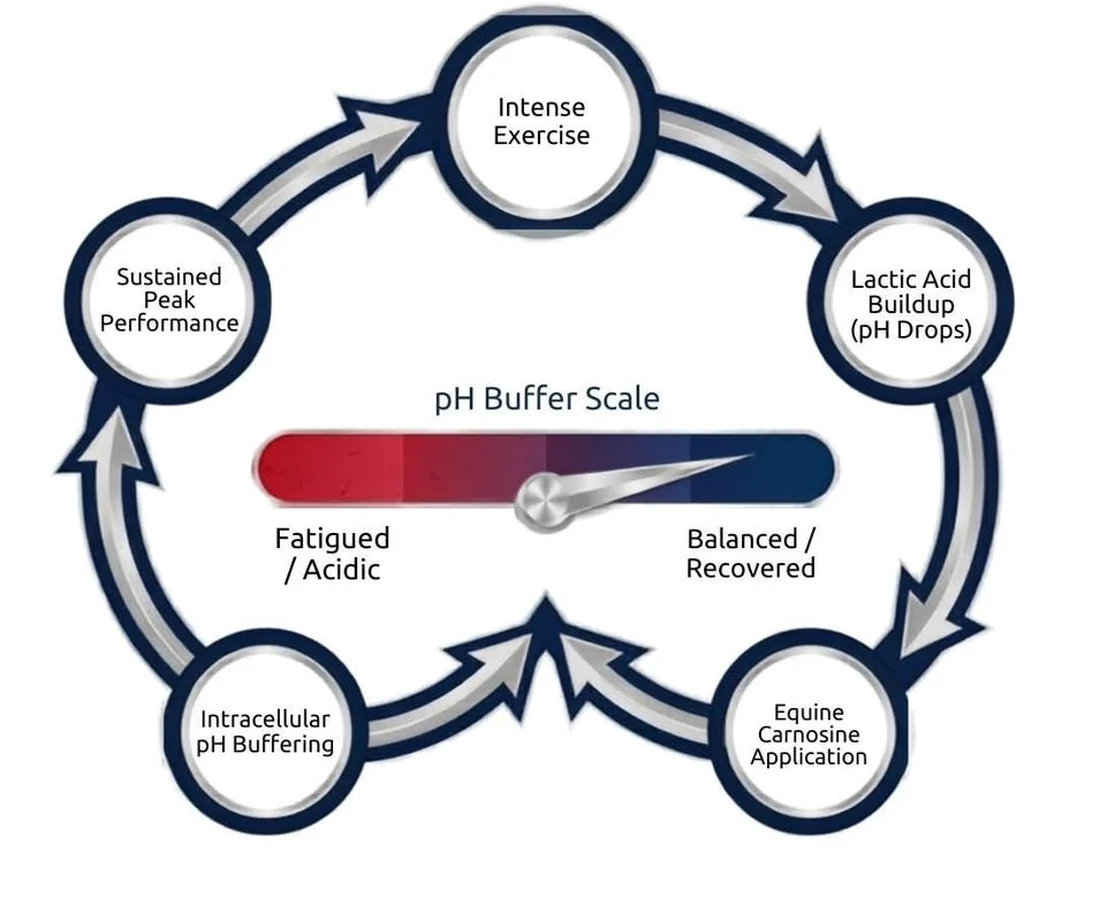 The cycle: intense exercise drops the pH, the gel goes on, the muscle buffers the acid and peak performance is sustained